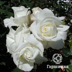 Роза Ивнинг Стар чайно-гибридная, Imperial Rose