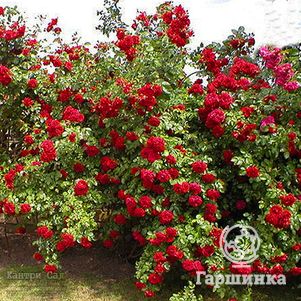 Роза Калонетта плетистая, Imperial Rose