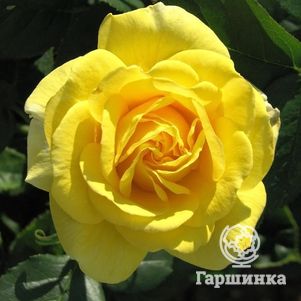 Роза Карт д'Ор флорибунда