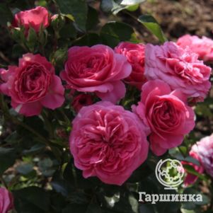 Роза Клив флорибунда, Imperial Rose