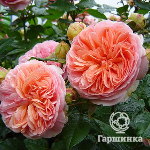 Роза Коин чайно-гибридная, Imperial Rose