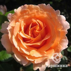 Роза Компассион плетистая, Imperial Rose