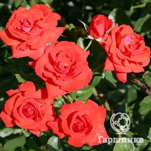 Роза Кордес Бриллиант кустарниковая, Imperial Rose