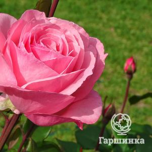 Роза Квин Элизабет чайно-гибридная, Imperial Rose