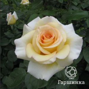 Роза Ла Перла