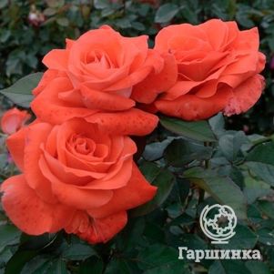 Роза Лаура чайно-гибридная, Imperial Rose