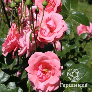 Роза Лавиния плетистая, Imperial Rose