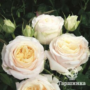 Роза Лэмп кустарниковая, Imperial Rose