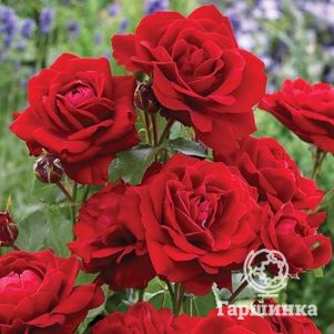 Роза Лили Марлен флорибунда, Imperial Rose