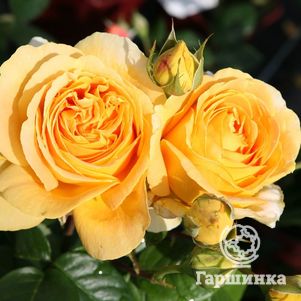 Роза Люмен чайно-гибридная, Imperial Rose