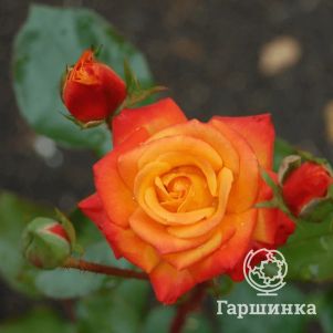 Роза Мамбо флорибунда, Imperial Rose