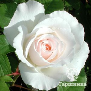 Роза Маргарет Меррил флорибунда, Imperial Rose