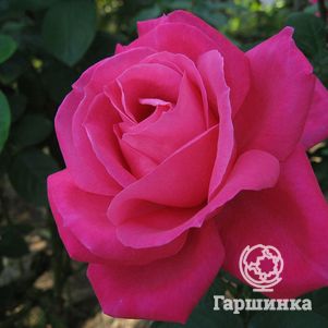 Роза Мария Каллас чайно-гибридная, Imperial Rose