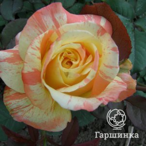 Роза Марвел чайно-гибридная, Imperial Rose