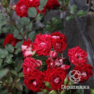 Роза Майди миниатюрная, Imperial Rose