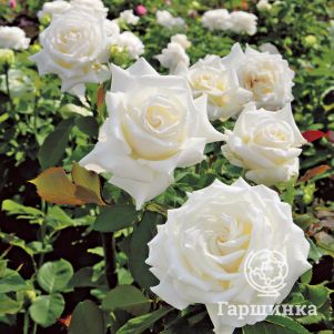 Роза Минни чайно-гибридная, Imperial Rose