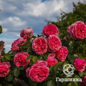 Роза Моджо кустарниковая, Imperial Rose