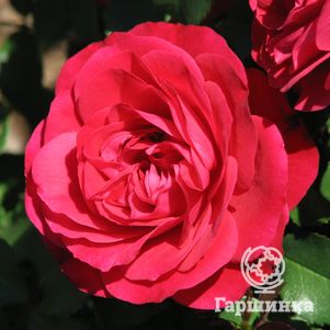 Роза Мона Лиза флорибунда, Imperial Rose