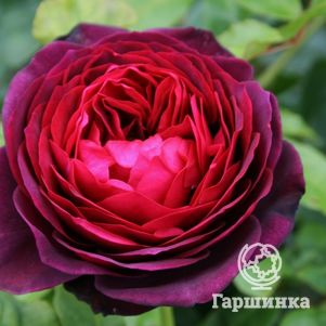 Роза Морелло кустарниковая, Imperial Rose