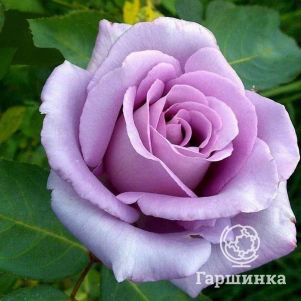 Роза Мунлайт чайно-гибридная, Imperial Rose