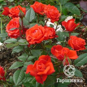 Роза Оранж Джувел миниатюрная, Imperial Rose