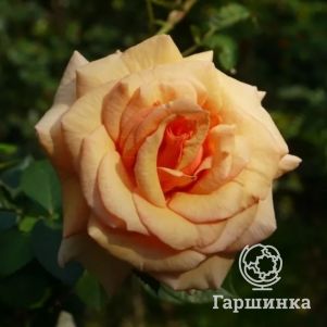 Роза Пако Рабан чайно-гибридная, Imperial Rose