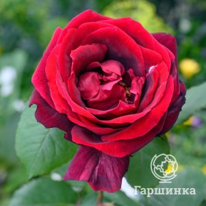 Роза Папа Мейян чайно-гибридная, Imperial Rose