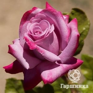 Роза Парадиз чайно-гибридная, Imperial Rose