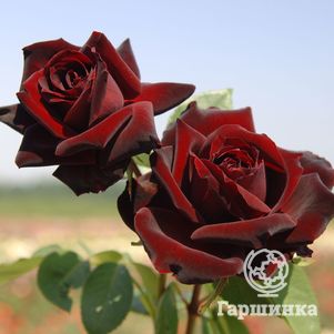 Роза Перле Нуар чайно-гибридная, Imperial Rose