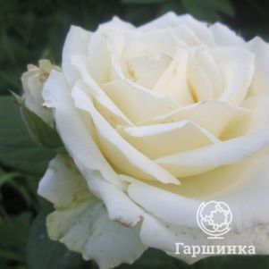 Роза Поларштерн чайно-гибридная, Imperial Rose