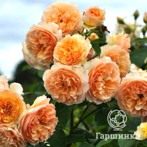 Роза Полька плетистая, Imperial Rose