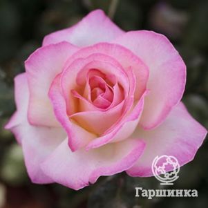 Роза Принцесс де Монако чайно-гибридная, Imperial Rose