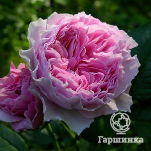 Роза Роуз Лайт кустарниковая, Imperial Rose