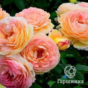 Роза Розоман Жанон кустарниковая, Imperial Rose