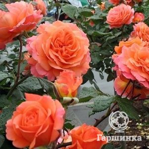 Роза Салмон кустарниковая, Imperial Rose