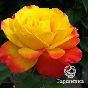 Роза Самба флорибунда, Imperial Rose