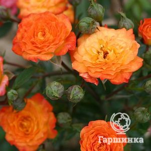 Роза Санмейд миниатюрная, Imperial Rose