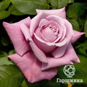 Роза Шарль де Голль чайно-гибридная, Imperial Rose