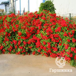 Роза Скарлет Мейланд Декор почвопокровная, Imperial Rose