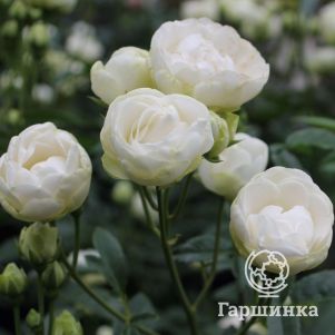 Роза Снипринцесса миниатюрная, Imperial Rose