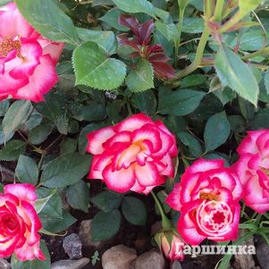 Роза Свит Симфони миниатюрная, Imperial Rose