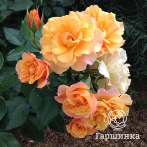 Роза Текила кустарниковая, Imperial Rose