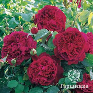 Роза Уильям Шекспир чайно-гибридная, Imperial Rose