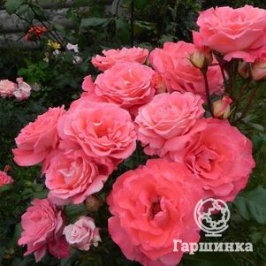 Роза Вайкики флорибунда, Imperial Rose