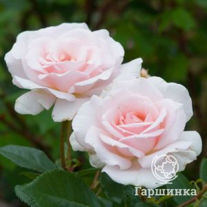 Роза Вайт Шейд оф Пэйл чайно-гибридная, Imperial Rose