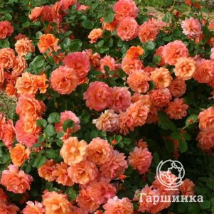 Роза Вестерленд кустарниковая, Imperial Rose