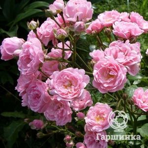 Роза Зе Фэйри почвопокровная, Imperial Rose