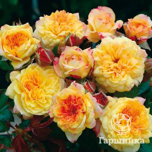 Роза Жорж Данжан кустарниковая, Imperial Rose