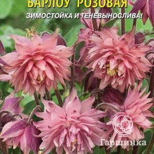 Семена  Аквилегия махровая Барлоу Розовая  9 шт Плазменные семена