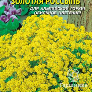 Семена  Алиссум скальный Золотая Россыпь  0,1 гр Плазменные семена